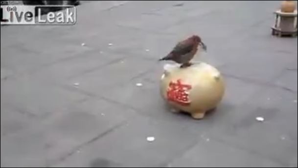 Φτερωτός επισκέπτης μαζεύει… κέρματα – ΒΙΝΤΕΟ