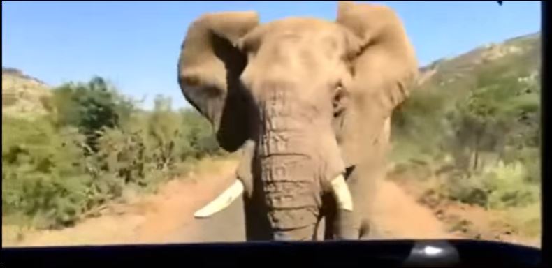 Ελέφαντας επιτέθηκε στον… Σβαρτσενέγκερ – ΒΙΝΤΕΟ