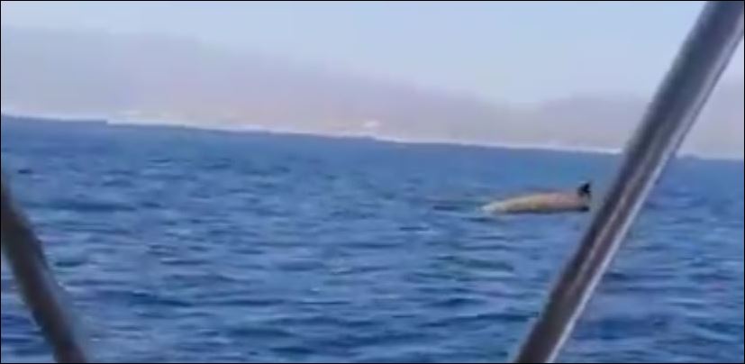 Μια φάλαινα κολυμπάει στα νερά της Κρήτης – ΒΙΝΤΕΟ