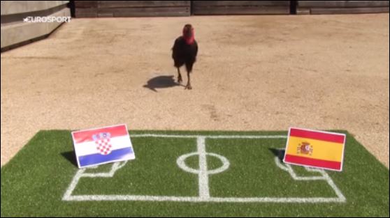 Το πτηνό που προβλέπει τον νικητή του Κροατία – Ισπανία