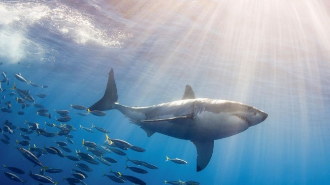 Λευκός καρχαρίας πιάστηκε στη Σύρο – ΦΩΤΟ