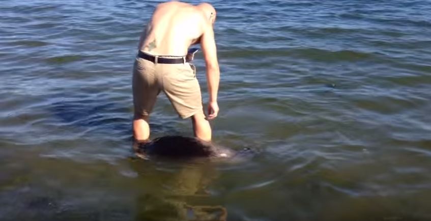 To μυστηριώδες πλάσμα που προκάλεσε πανικό σε παραλία στον Καναδά – ΒΙΝΤΕΟ