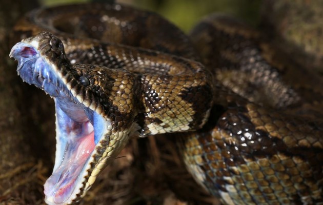 Μεγάλο φίδι προκαλεί αναστάτωση σε χωριό της Ηλείας