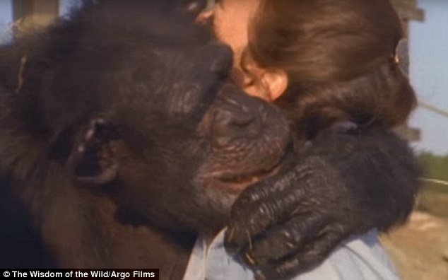 Οι χιμπατζήδες αγκαλιάζουν τρυφερά τη γυναίκα που τους έσωσε – ΦΩΤΟ – ΒΙΝΤΕΟ
