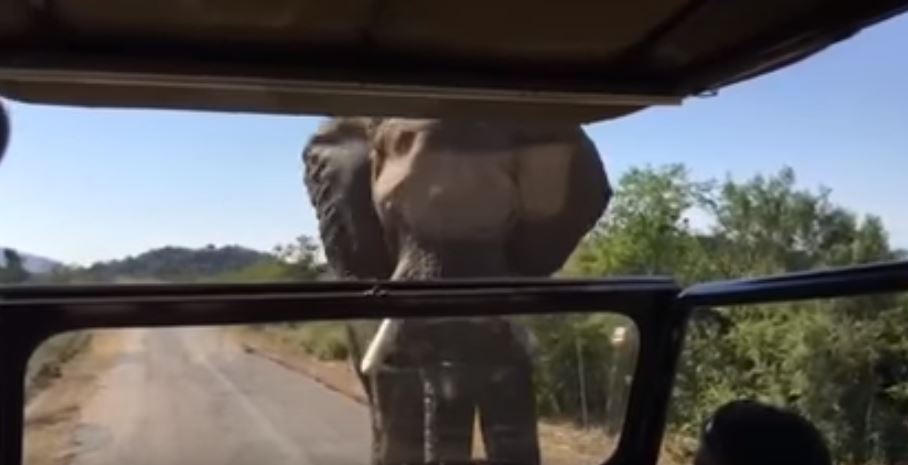 Ελέφαντας παραλίγο να επιτεθεί σε γνωστό ηθοποιό του Χόλιγουντ – ΒΙΝΤΕΟ
