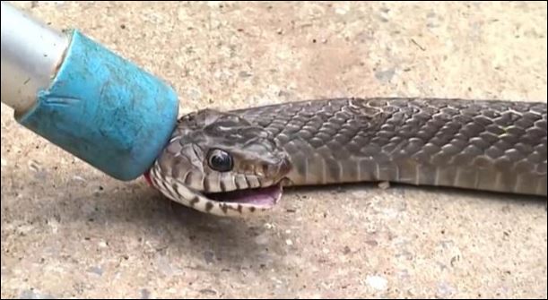 Βρήκε φίδι δύο μέτρων πίσω από την παπουτσοθήκη του – ΦΩΤΟ – ΒΙΝΤΕΟ