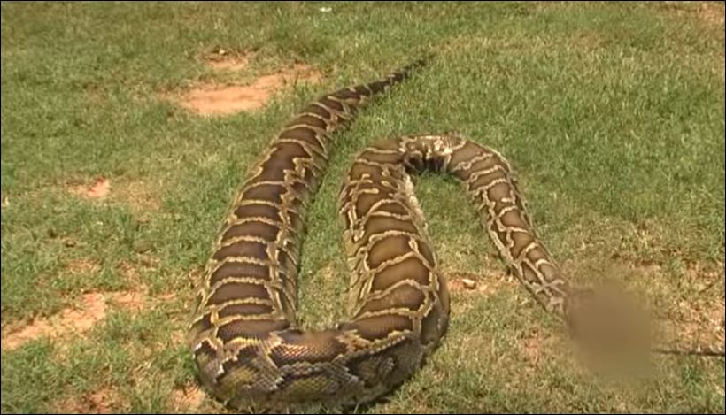 Έφηβος βρήκε πύθωνα 4,2 μέτρων στην αυλή του σπιτιού του – ΒΙΝΤΕΟ