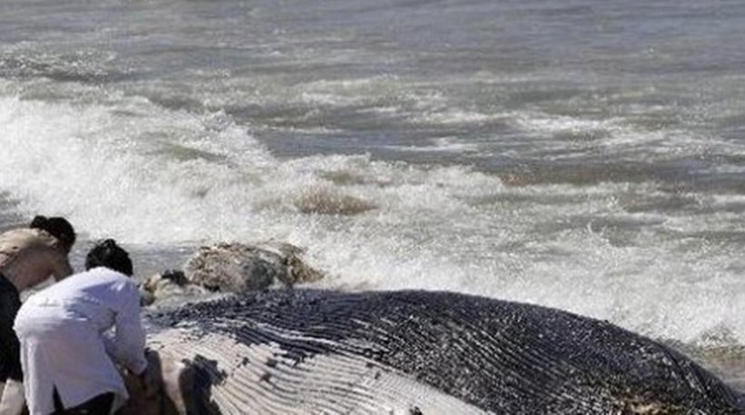 Κρήτη – Η θάλασσα “ξέβρασε” νεκρή φάλαινα