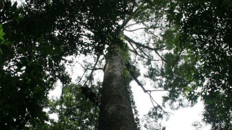 Ανακαλύφθηκε το ψηλότερο τροπικό δέντρο στον κόσμο – ΦΩΤΟ