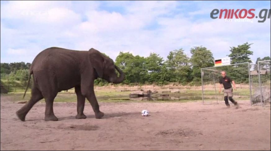Ελέφαντας,βατράχια και χταπόδι “προβλέπουν” για το Euro 2016 – ΒΙΝΤΕΟ