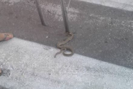 Φίδι έκοβε… βόλτες στο κέντρο του Πύργου – ΦΩΤΟ