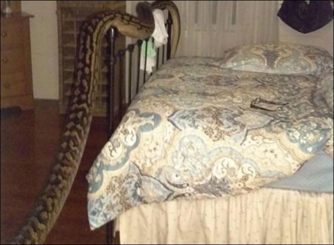 Ξύπνησε και είδε έναν πύθωνα 5 μέτρων πάνω από το κρεβάτι της – BINTEO