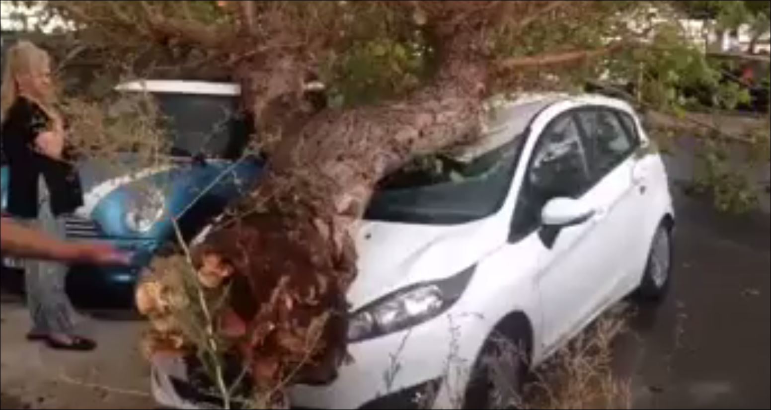 Ξεριζώθηκαν δέντρα και έπεσαν πάνω σε αυτοκίνητα στον Πειραιά – ΒΙΝΤΕΟ