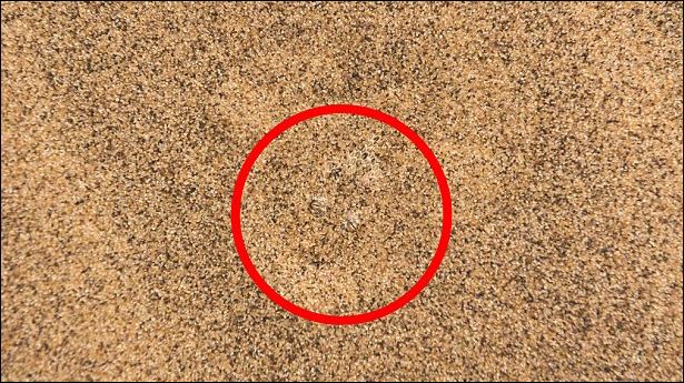 Η ΦΩΤΟ που διχάζει τους χρήστες του διαδικτύου – Μπορείτε να βρείτε τι κρύβει;