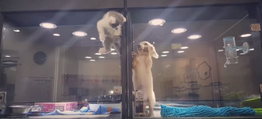 Επιτυχής απόδραση από… γατάκι – ΒΙΝΤΕΟ