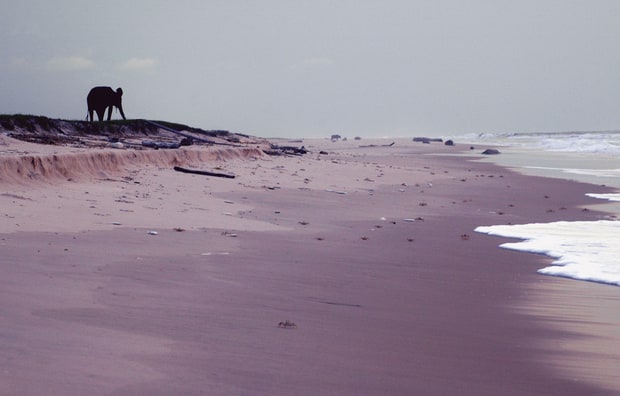 Elephant Beach: Logano National Park, Gabon