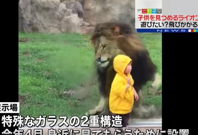 Το προστατευτικό τζάμι έσωσε το παιδάκι από το λιοντάρι – ΒΙΝΤΕΟ