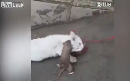 Ο αρουραίος που νίκησε μια … γάτα – ΒΙΝΤΕΟ