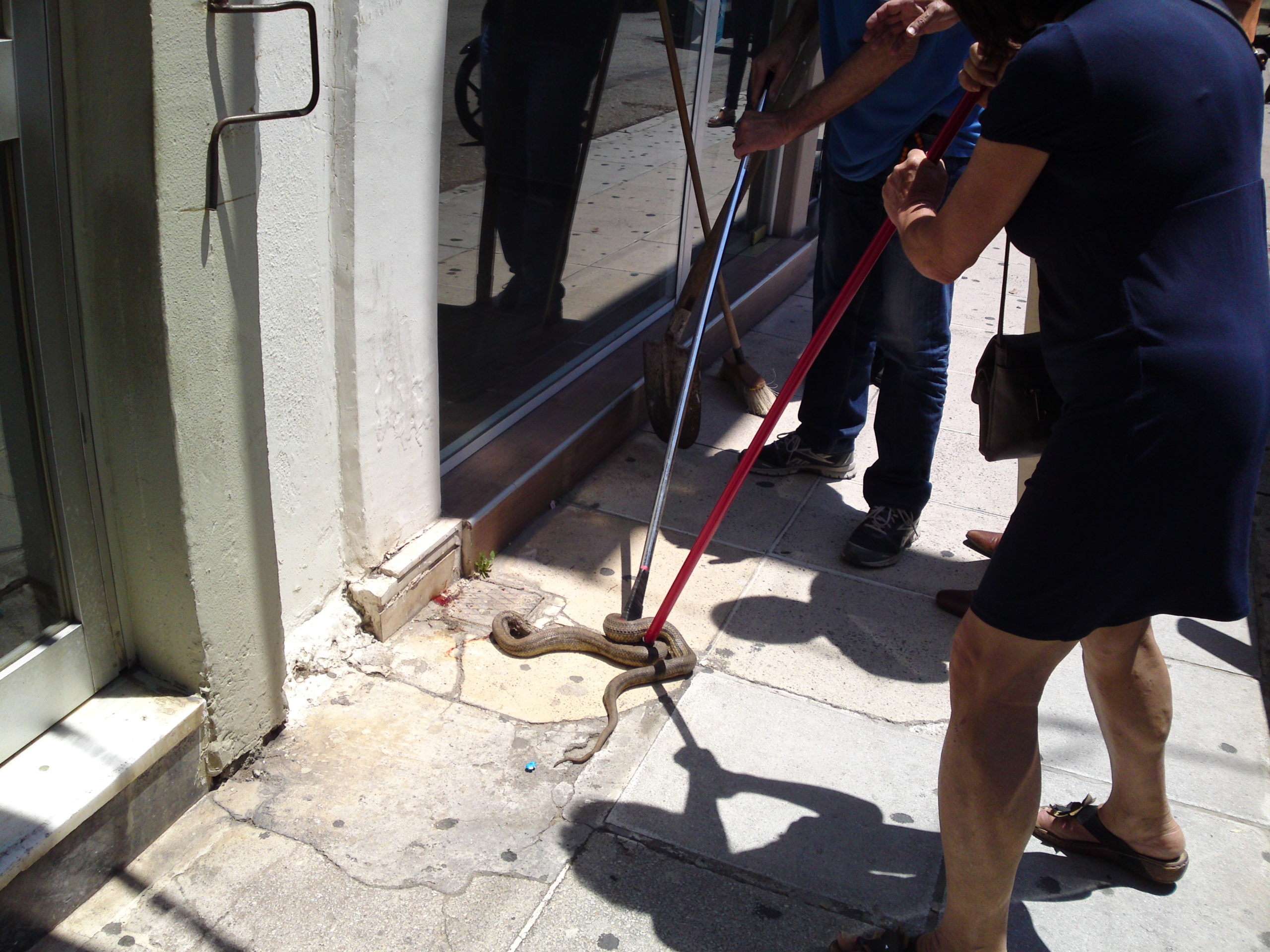 Φίδι σκόρπισε τον πανικό στο κέντρο του Πύργου – ΦΩΤΟ