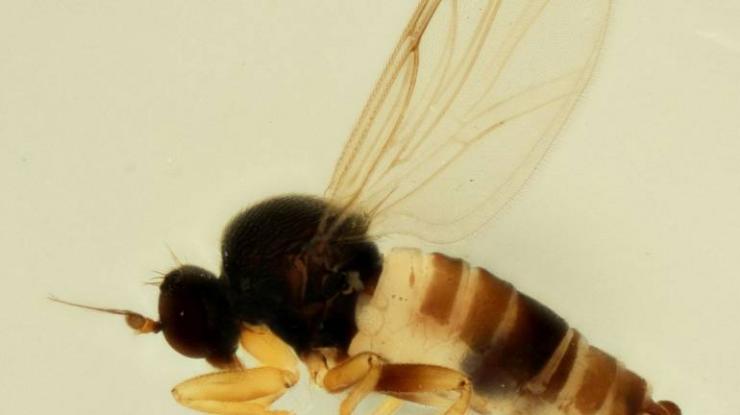 Ανακαλύφθηκε νέο είδος μύγας