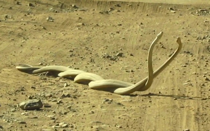 Η μάχη δύο θανατηφόρων φιδιών για τα «μάτια» ενός θηλυκού – ΒΙΝΤΕΟ