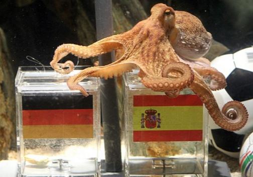 Αυτός είναι ο διάδοχος του Πολ του χταποδιού