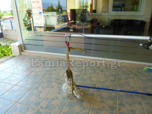 Λαμία: Το φίδι έκανε βόλτες σε επιχείρηση και πιάστηκε με σφουγγαρίστρα – ΦΩΤΟ