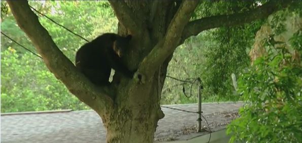 Αρκούδα κόβει βόλτες στη Φλόριντα – ΒΙΝΤΕΟ