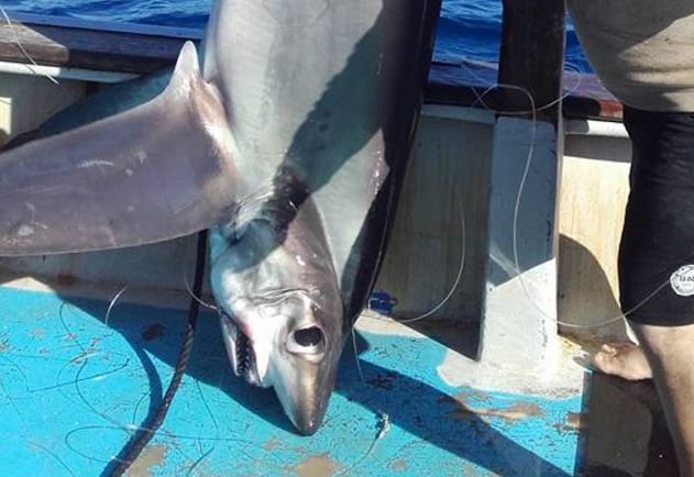 Ψάρεψε καρχαριοειδές μήκους 5 μέτρων και έγινε viral – ΦΩΤΟ