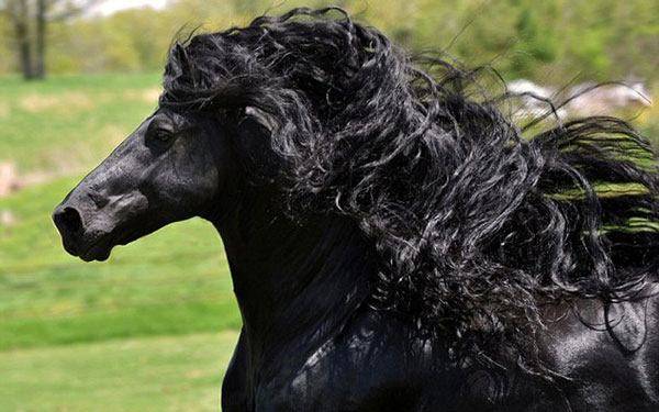 perierga.gr - Tο πιο όμορφο άλογο του κόσμου!