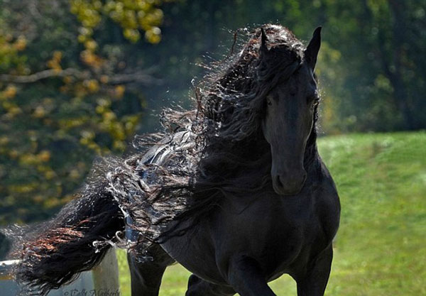 perierga.gr - Tο πιο όμορφο άλογο του κόσμου! perierga.gr - Tο πιο όμορφο άλογο του κόσμου!