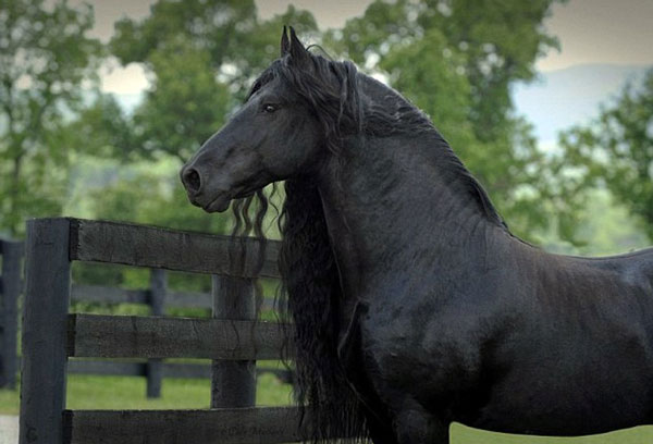 perierga.gr - Tο πιο όμορφο άλογο του κόσμου!