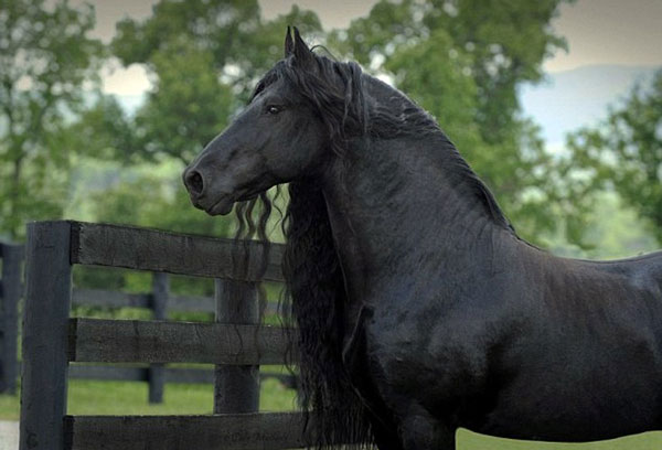 perierga.gr - Tο πιο όμορφο άλογο του κόσμου! perierga.gr - Tο πιο όμορφο άλογο του κόσμου!