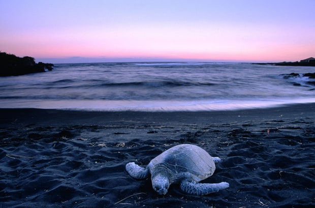 Sea Turtle Beach: Punalu'u Beach, Hawaii