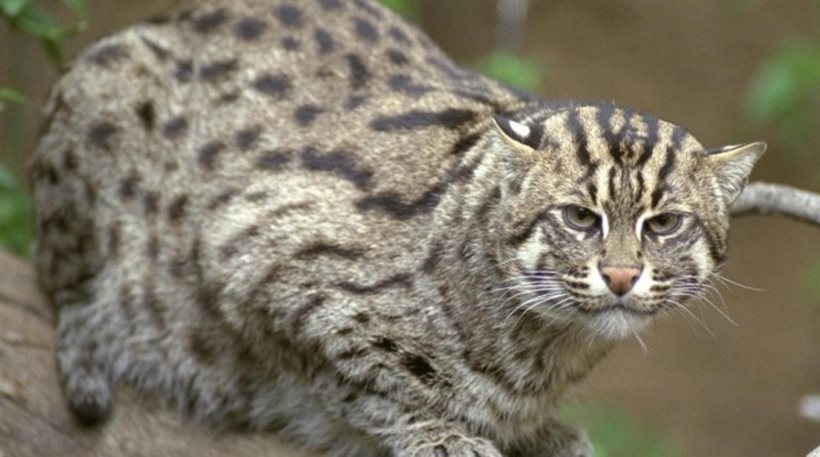 Συνεχίζονται οι έρευνες στην Κρήτη για το αιλουροειδές