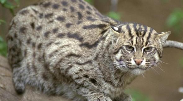 Το αιλουροειδές της Κρήτης έγινε…μαντινάδα