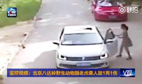 Βίντεο-σοκ – Τίγρης κατασπάραξε γυναίκα σε πάρκο της Κίνας