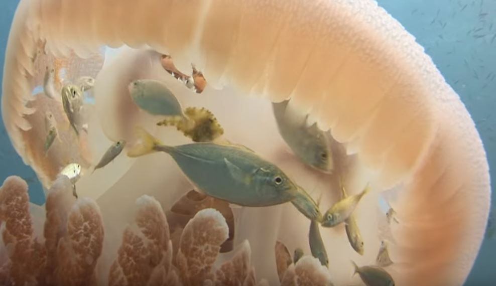 Ψάρια βρίσκουν “καταφύγιο” μέσα σε μια μέδουσα – ΒΙΝΤΕΟ