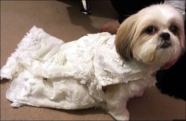 Ξόδεψε 2.000 λίρες για να παντρέψει… τους σκύλους της – ΦΩΤΟ