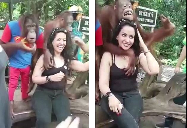 Ουρακοτάγκος… φλέρταρε με νεαρή τουρίστρια – Δείτε την αντίδρασή της – ΒΙΝΤΕΟ