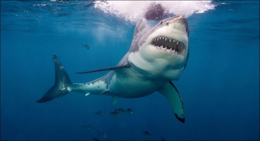 Έτσι κοιμάται ο μεγάλος λευκός καρχαρίας – ΒΙΝΤΕΟ
