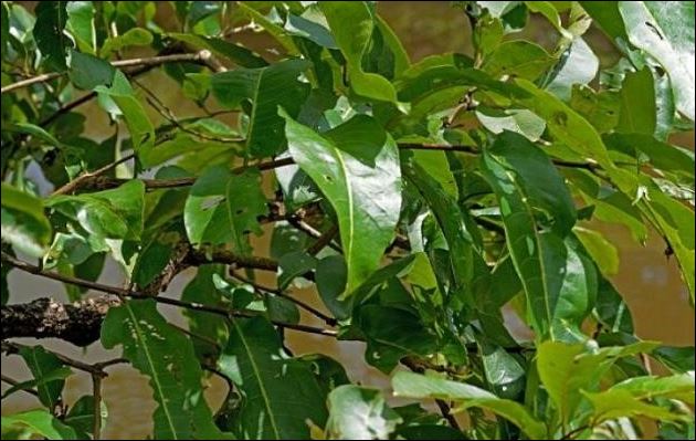 Πού κρύβεται ο βάτραχος στη φωτογραφία;