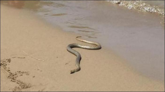 Φίδι σκόρπισε τον πανικό σε παραλία της Κέρκυρας – ΦΩΤΟ