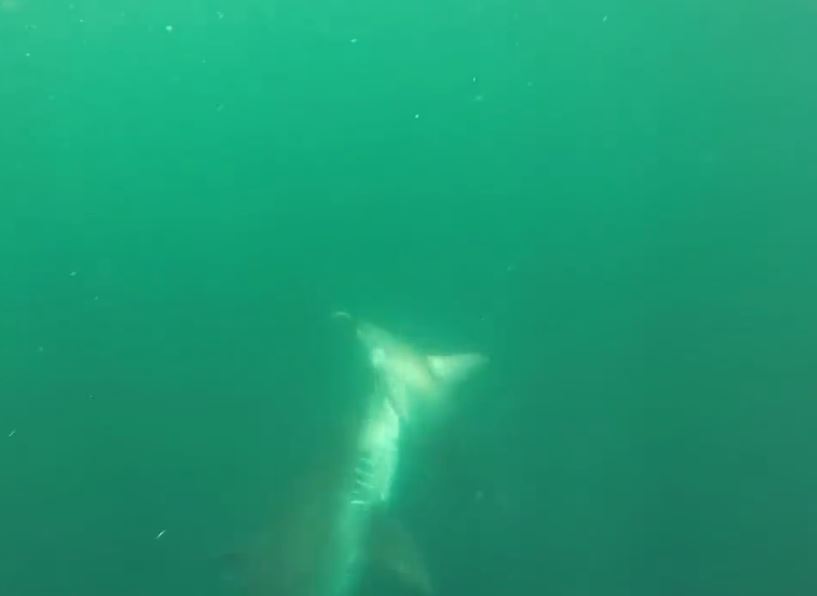 Σπάνια μονομαχία ανάμεσα σε δύο καρχαρίες που θα σας καθηλώσει – ΒΙΝΤΕΟ