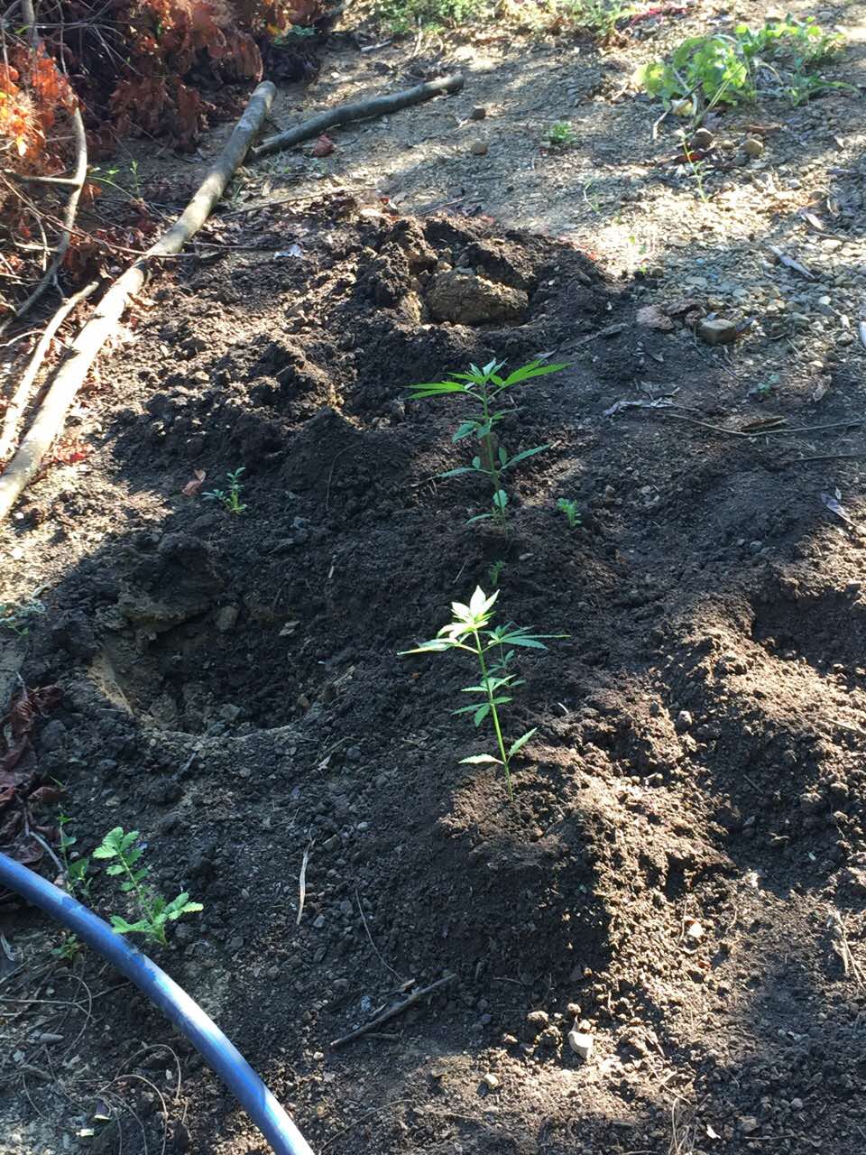 Εντοπίστηκε μεγάλη χασισοφυτεία στα ελληνοαλβανικά σύνορα – ΦΩΤΟ