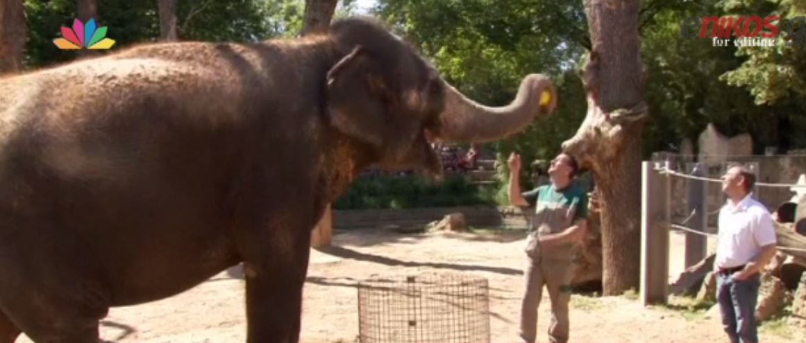 Τι προβλέπει ο …ελέφαντας για τον νικητή του EURO 2016 – ΒΙΝΤΕΟ