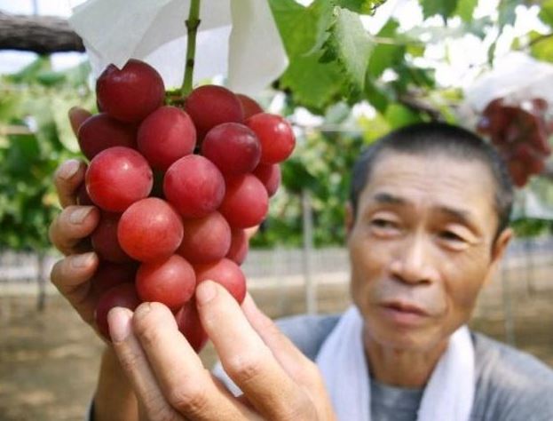 10.000 ευρώ για ένα …τσαμπί σταφύλια – ΦΩΤΟ