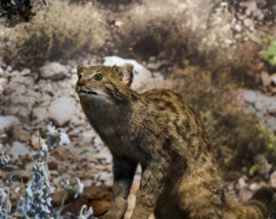 Μυστήριο γύρω από το αιλουροειδές που σκόρπισε τον τρόμο στην Κρήτη