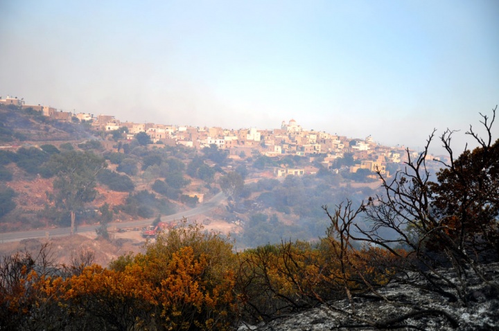 Ολοκληρωτική καταστροφή των μαστιχόδεντρων σε Ελάτα, Βέσσα και Λιθί