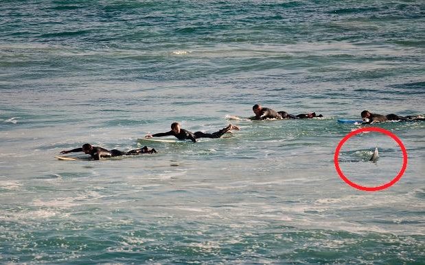 Oι σέρφερ γλίτωσαν από τα δόντια του καρχαρία – ΦΩΤΟ